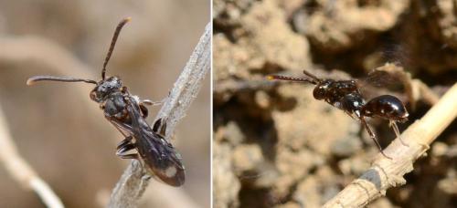 Nomada (furva)